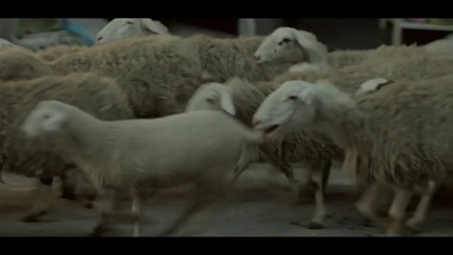 Video Reference N0: sheep, herd, sheep, cow goat family, livestock, goats, goat antelope, lamb and mutton, horn, herding