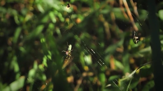 Video Reference N13: Insect, Green, Vegetation, Organism, Pest, Invertebrate, Leaf, Plant, Wildlife, Macro photography