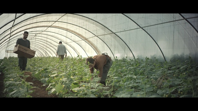 Video Reference N2: Adaptation, Working animal, Photography, Wildlife, Plant, Rural area, Landscape, Field, Agriculture, Screenshot