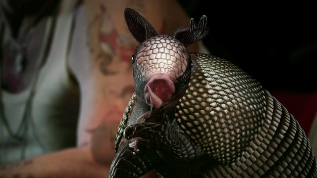Video Reference N22: armadillo, cingulata, organism, snout