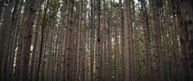 Video Reference N1: Tree, Forest, Natural environment, Spruce-fir forest, Woodland, Old-growth forest, Tropical and subtropical coniferous forests, Northern hardwood forest, Grove, Trunk