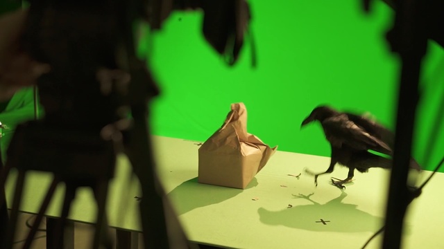 Video Reference N11: Green, Bird, Adaptation, Organism, Crow, Crow-like bird, Beak, Perching bird, Shadow, Art