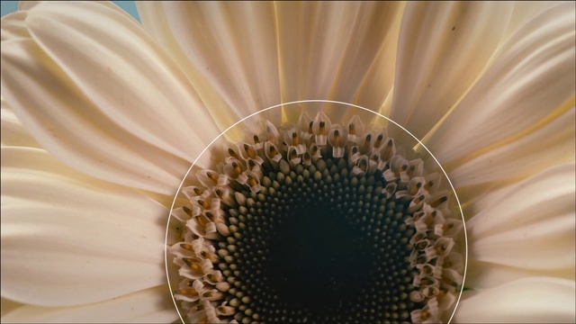 Video Reference N1: Close-up, Flower, Yellow, Macro photography, Petal, Plant, Pollen, sunflower, Organism, Photography