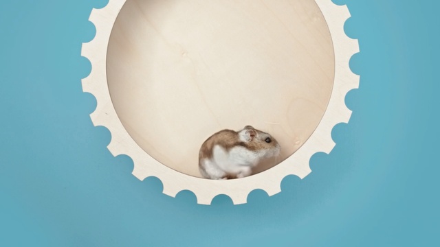 Video Reference N5: Illustration, Hamster, Beige, Fawn, Rodent