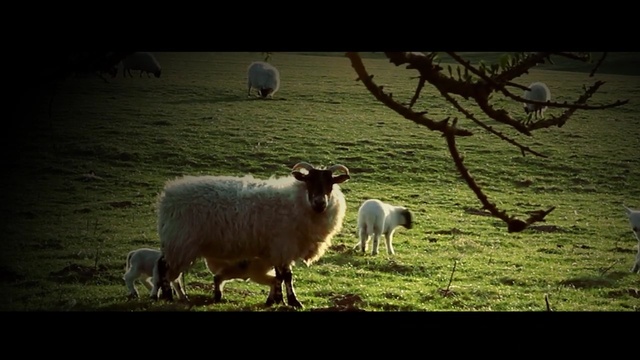 Video Reference N1: sheep, sheep, fauna, grazing, herd, cow goat family, pasture, grass, livestock, wildlife