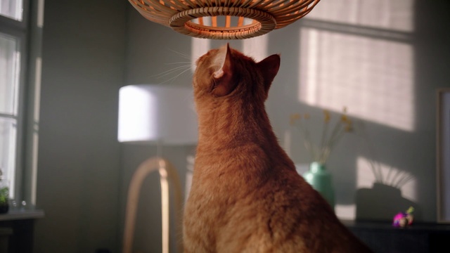Video Reference N2: Cat, Felidae, Small to medium-sized cats, Whiskers, Carnivore, Abyssinian, Room, Light fixture, Interior design, Fawn