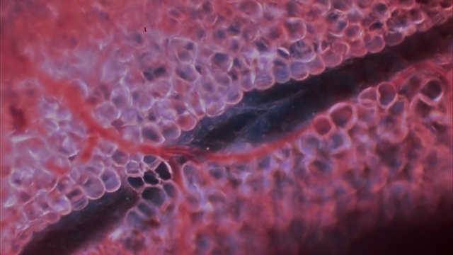 Video Reference N5: Red, Close-up, Organism, Macro photography, Pink, Water, Pattern