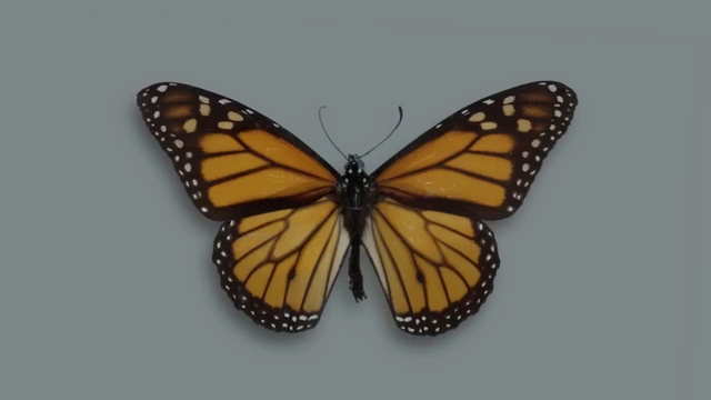 Video Reference N0: Moths and butterflies, Butterfly, Insect, Monarch butterfly, Viceroy (butterfly), Invertebrate, Brush-footed butterfly, Pollinator, Pieridae, Limenitis