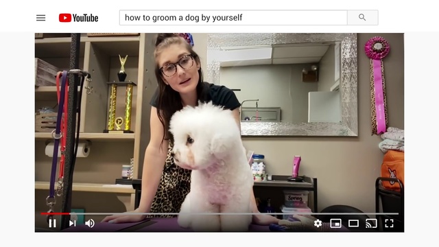Video Reference N0: Standard Poodle, Poodle, Companion dog, Dog, Canidae, Non-Sporting Group, Photography, Screenshot, Toy Poodle, Toy dog