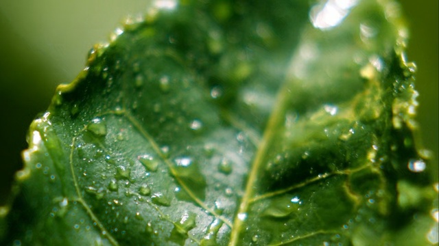 Video Reference N0: water, green, leaf, drop, dew, vegetation, macro photography, moisture, close up, grass