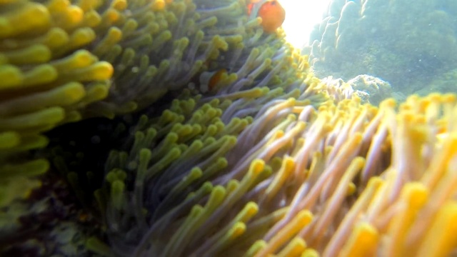 Video Reference N0: anemone fish, underwater, sea, coral, reef, tropical, marine, ocean, diving