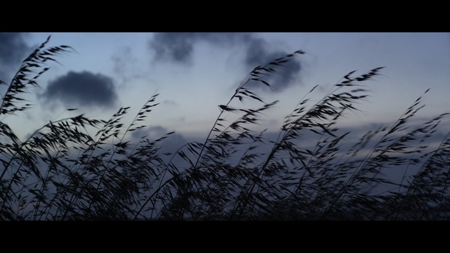 Video Reference N0: Sky, Nature, Branch, Atmospheric phenomenon, Natural landscape, Grass, Cloud, Atmosphere, Grass, Twig, Person
