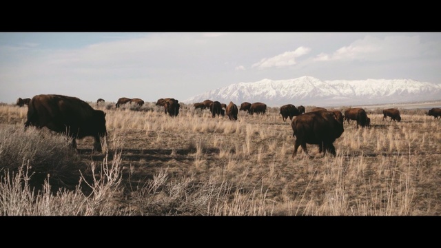 Video Reference N1: herd, grassland, cattle like mammal, ecosystem, wildlife, grazing, prairie, pasture, bison, wilderness