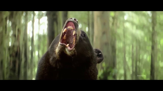 Video Reference N0: Wildlife, Terrestrial animal, Adaptation, Snout, Bear, Organism, Grizzly bear, Movie, Forest, Brown bear