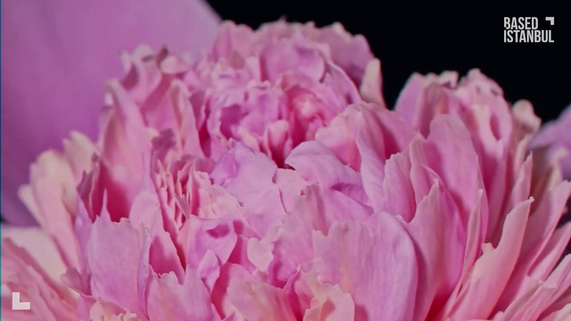 Video Reference N2: Flower, Plant, Petal, Pink, Magenta, Flowering plant, Rose family, Annual plant, Rose order, Cut flowers