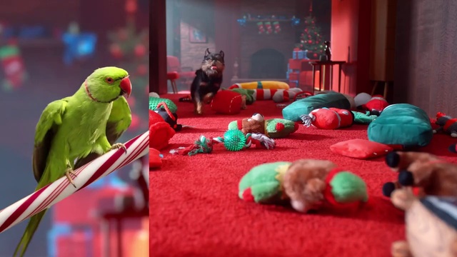 Video Reference N5: Bird, Vertebrate, Toy, Green, Mammal, Curtain, Red, Parrot, Stuffed toy, Fun