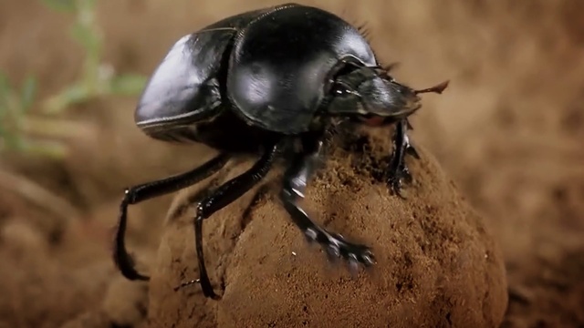 Video Reference N0: Insect, Arthropod, Organism, Pest, Beetle, Terrestrial animal, Snout, Parasite, Dung beetle, Close-up