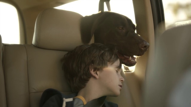 Video Reference N1: Dog, Carnivore, Dress, Gesture, Dog breed, Companion dog, Comfort, Flash photography, Head restraint, Sporting Group