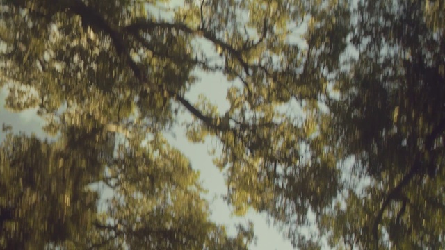 Video Reference N2: Water, Sky, Twig, Wood, Natural landscape, Trunk, Cloud, Tints and shades, Grass, Deciduous
