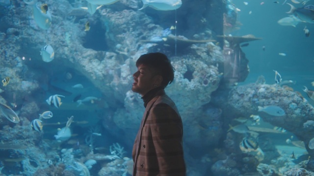 Video Reference N0: Water, Underwater, World, Natural environment, Organism, Marine biology, Fish, Aqua, Coral, Reef