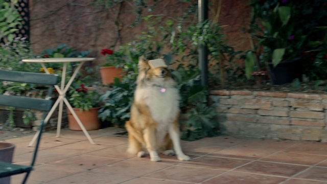 Video Reference N1: Plant, Carnivore, Dog breed, Fawn, Small to medium-sized cats, Felidae, Road surface, Snout, Whiskers, Tail