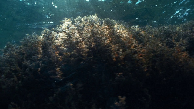 Video Reference N2: Water, Underwater, Plant, Organism, Grass, Marine biology, Coral, Landscape, Reef, Coral reef