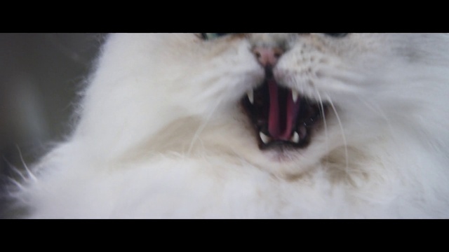 Video Reference N1: Cat, Roar, Felidae, Fang, Carnivore, Small to medium-sized cats, Jaw, Whiskers, Yawn, Snout