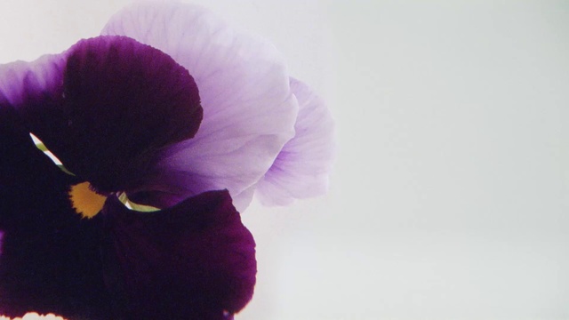 Video Reference N3: Plant, Flower, Purple, Petal, Violet, Magenta, Terrestrial plant, Annual plant, Pedicel, Flowering plant