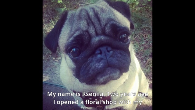Video Reference N2: Dog, Pug, Dog breed, Carnivore, Companion dog, Fawn, Snout, Wrinkle, Font, Photo caption