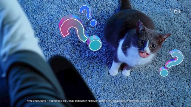 Video Reference N5: Cat, Azure, Felidae, Carnivore, Sleeve, Small to medium-sized cats, Whiskers, Electric blue, Tail, Snout