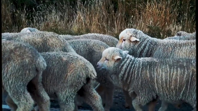 Video Reference N0: Organism, Terrestrial animal, Grass, Sheep, Snout, Sheep, Landscape, Fur, Herd, Livestock