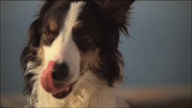 Video Reference N4: Dog, Carnivore, Herding dog, Border collie, Whiskers, Companion dog, Working animal, Dog breed, Canidae, Fur