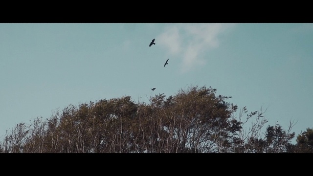 Video Reference N1: Bird, Sky, Twig, Wing, Cloud, Plant, Tree, Animal migration, Bird migration, Tints and shades