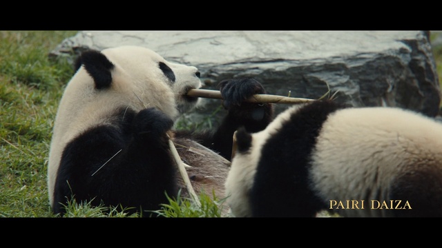 Video Reference N2: Panda, Carnivore, Organism, Mammal, Terrestrial animal, Adaptation, Snout, Fur, Grass, Landscape