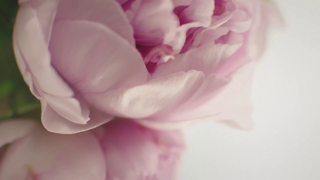 Video Reference N5: Flower, Plant, Petal, Pink, Herbaceous plant, Magenta, Beauty, Rose family, Flowering plant, Rose order