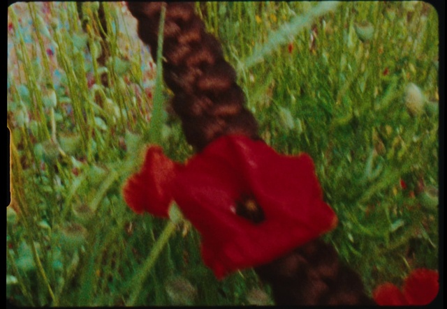 Video Reference N6: Flower, Plant, Petal, Organism, Terrestrial plant, Grass, People in nature, Natural landscape, Rectangle, Wood