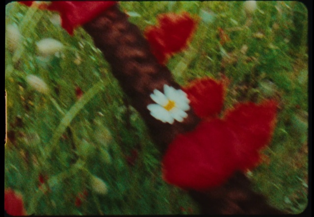 Video Reference N7: Flower, Plant, Leaf, Nature, Petal, Organism, People in nature, Gesture, Grass, Rectangle