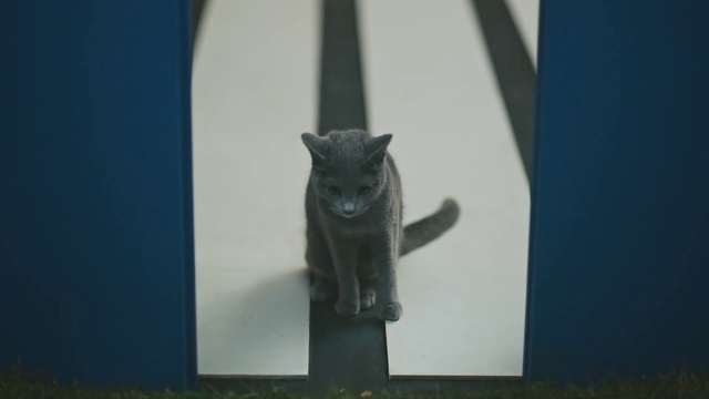 Video Reference N1: Cat, Felidae, Blue, Carnivore, Small to medium-sized cats, Grey, Whiskers, Sculpture, Art, Tree