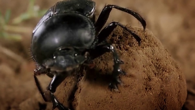 Video Reference N3: Insect, Arthropod, Organism, Terrestrial animal, Dung beetle, Pest, Close-up, Parasite, Macro photography, Soil