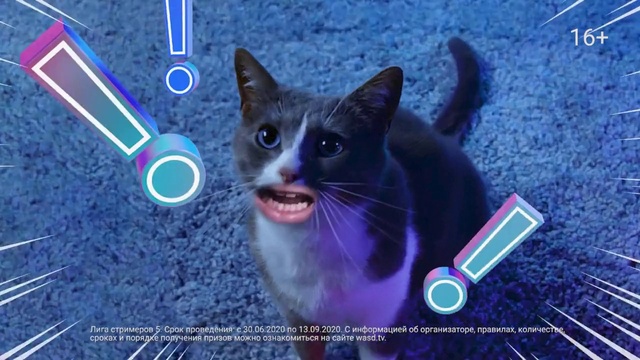 Video Reference N4: Cat, Felidae, Carnivore, Organism, Small to medium-sized cats, Whiskers, Electric blue, Snapshot, Snout, Font