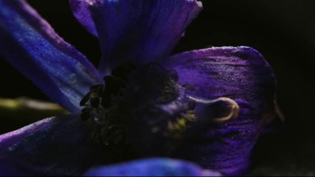 Video Reference N2: Flower, Purple, Plant, Petal, Violet, Terrestrial plant, Electric blue, Flowering plant, Macro photography, Annual plant