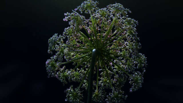 Video Reference N3: Flower, Plant, Terrestrial plant, Flowering plant, Close-up, Macro photography, Trachyspermum ammi, Flash photography, Subshrub, Darkness