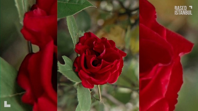 Video Reference N1: Flower, Plant, Petal, Leaf, Nature, Natural environment, Botany, Hybrid tea rose, Pink, Red