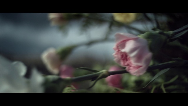 Video Reference N5: Plant, Flower, Petal, Twig, Rose, Grass, Tints and shades, Flowering plant, Blossom, Rose family