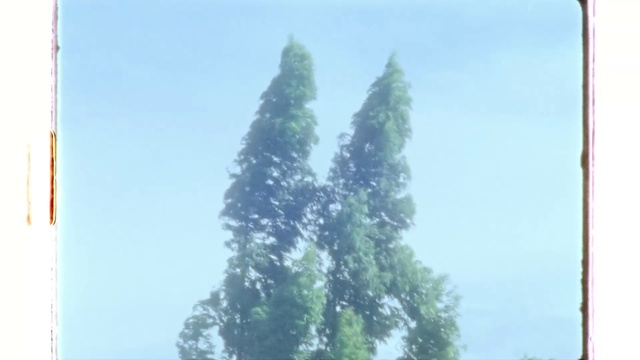 Video Reference N1: Sky, Larch, Rectangle, Terrestrial plant, Evergreen, Tree, Plant, Pole, Conifer, Twig