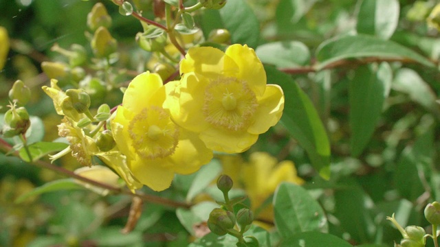 Video Reference N1: Plant, Flower, Petal, Herbaceous plant, Flowering plant, Rose family, Rose order, Subshrub, rock rose, Cinquefoil