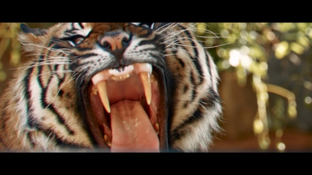 Video Reference N1: Hair, Head, Roar, Fang, Felidae, Jaw, Carnivore, Organism, Tooth, Small to medium-sized cats