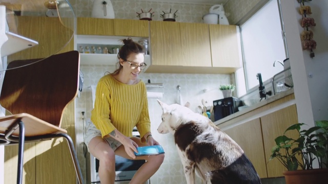 Video Reference N2: Dog, Flowerpot, Shorts, Carnivore, Cabinetry, Plant, Dog breed, Companion dog, Houseplant, Comfort