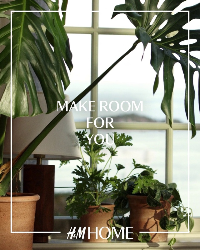 Video Reference N0: Plant, Property, Photograph, Flowerpot, White, Houseplant, Light, Fixture, Leaf, Botany