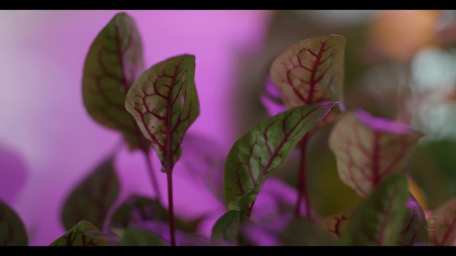 Video Reference N6: Plant, Botany, Purple, Petal, Violet, Terrestrial plant, Magenta, Tints and shades, Flowering plant, Annual plant